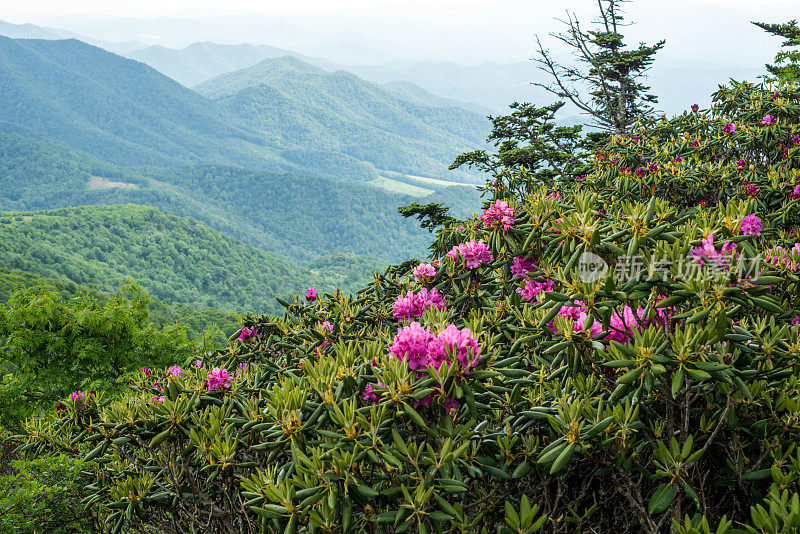 杜鹃花在山上盛开