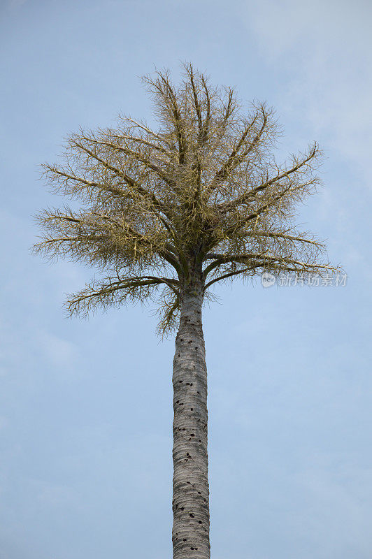 枣椰树或凤凰树