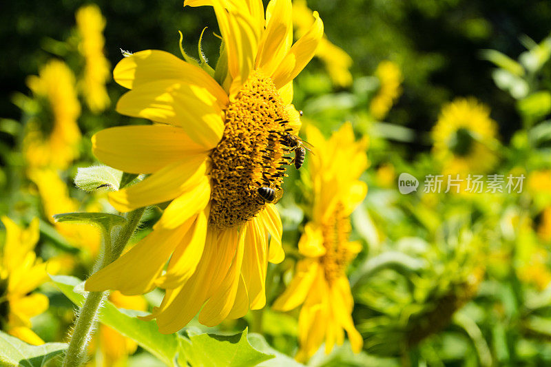 两只蜜蜂在向日葵的侧视图