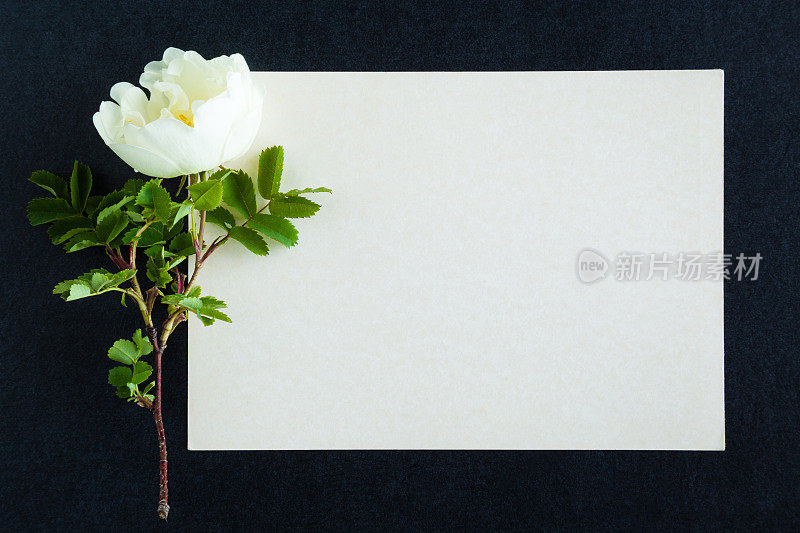 黑色背景上的白玫瑰。鲜花。慰问卡片。