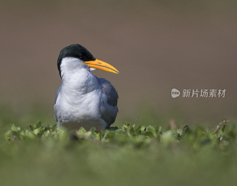 这条河燕鸥