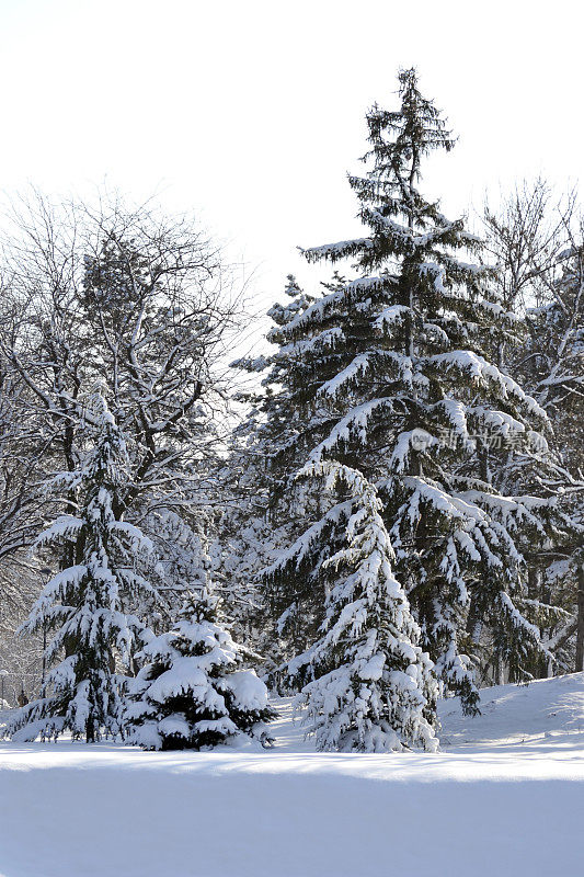 森林里树枝上的雪
