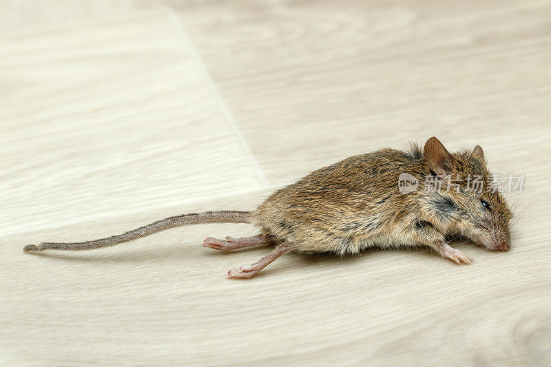 特写死老鼠在灰色地板上的公寓房子。高层建筑内部。在公寓里和啮齿动物打架。灭绝。