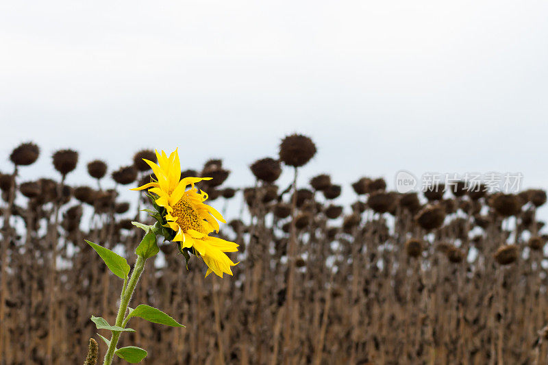 干枯的田野上盛开的向日葵。无论环境如何，都要保持积极的态度。