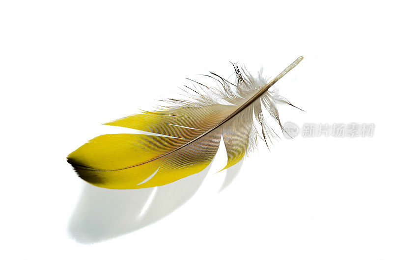 一个黄色的羽毛。