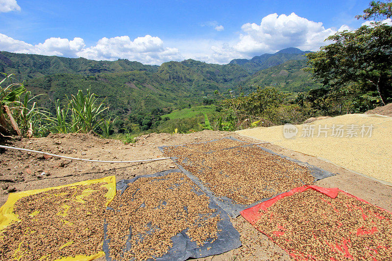 咖啡豆在阳光下晒干。哥伦比亚圣安德烈斯山上的咖啡种植园