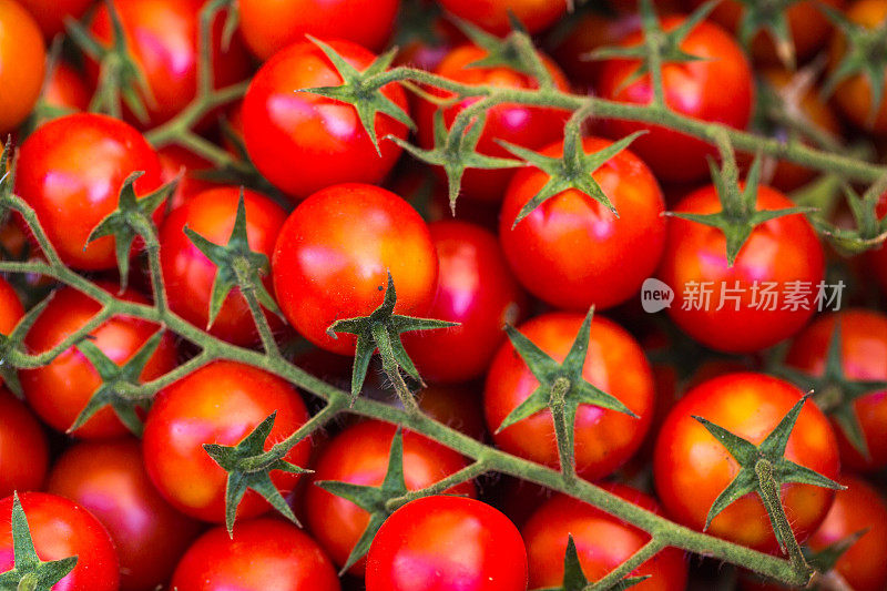 樱桃番茄的模式