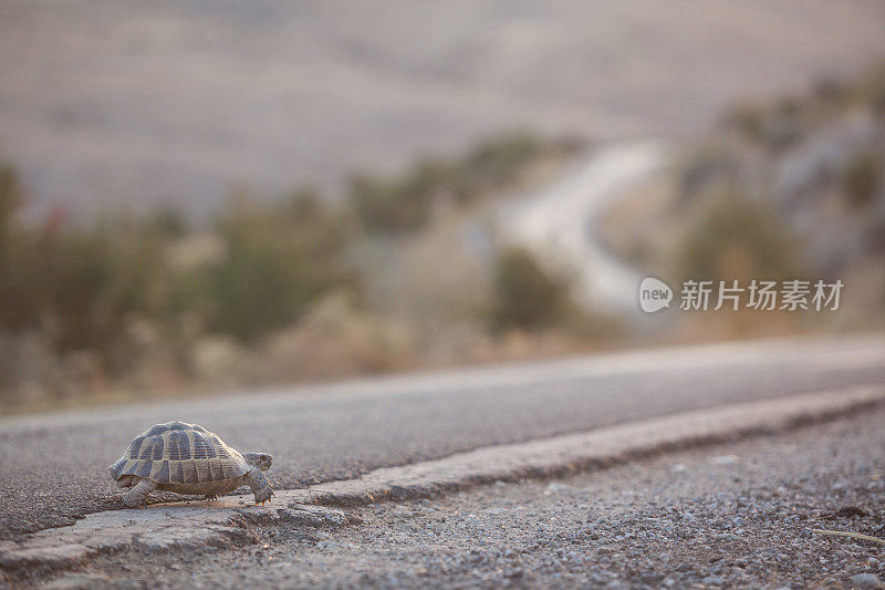 乌龟走在乡间沥青路上