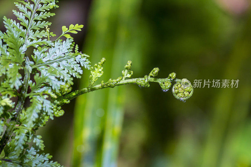 蕨类植物