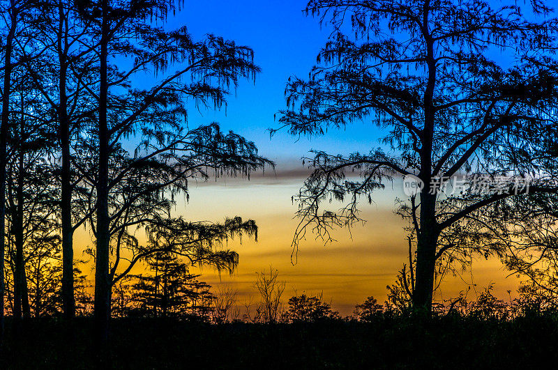 日落穿过沼泽的树林