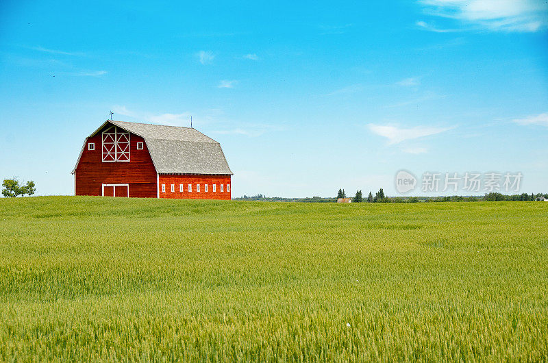 令人惊叹的红色谷仓和夏季小麦作物