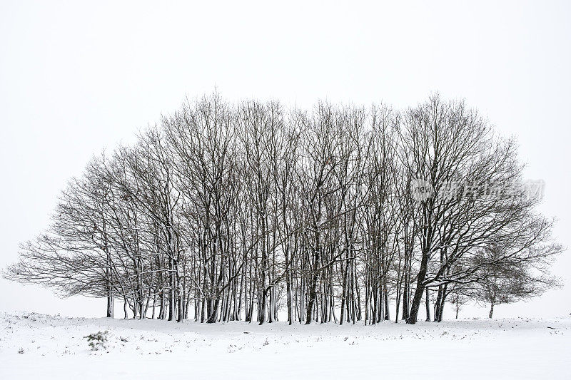 雪景在寒冷的冬日里与新鲜的雪