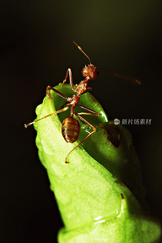 靠近折叠绿叶顶端的蚂蚁(垂直)