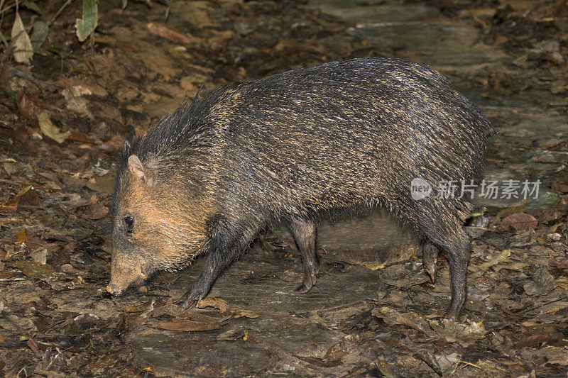 秘鲁亚马逊雨林帕卡亚-萨米利亚保护区野生核桃