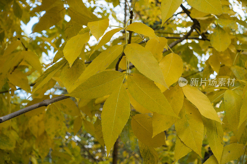 秋天金色的树叶，红色的灰