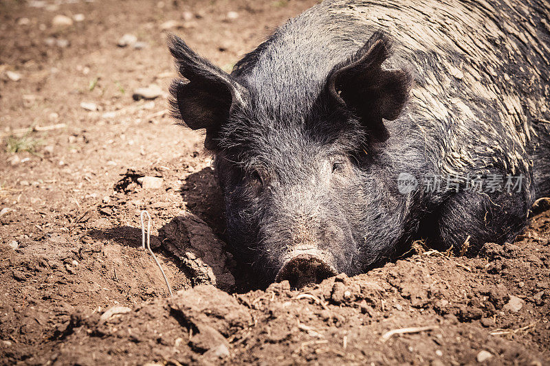 在一个阳光明媚的日子里，猪躺在谷仓的泥土里。