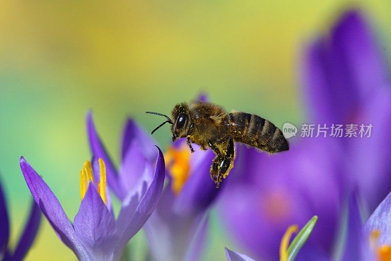 蜜蜂在磨粉