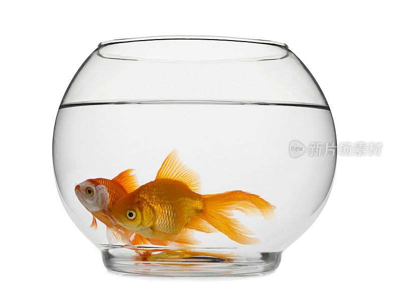 金鱼等在玻璃缸里的鱼一样,毫无隐私可言