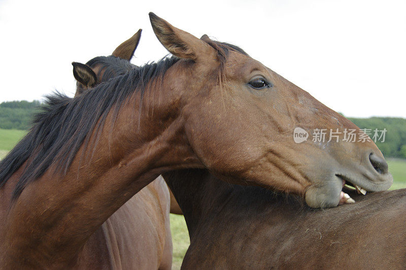 抓马