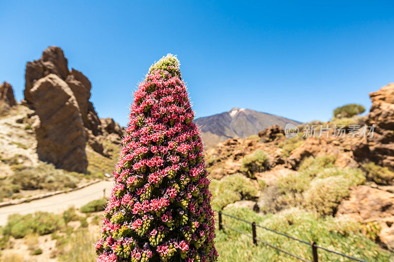 特内里费，Teide和Tajinaste花