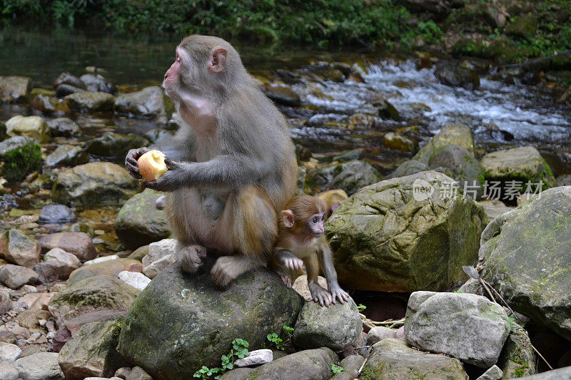 猴子和婴儿在武陵源风景区徒步旅行