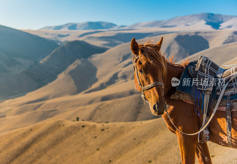 哈萨克斯坦大草原上孤独的马