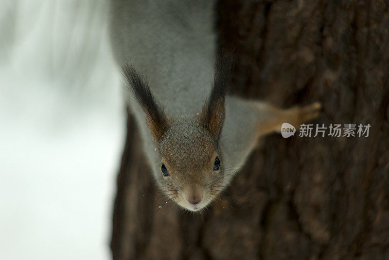 乌拉尔地区冬季积雪覆盖的森林中，长有灰色冬毛和耳簇毛的欧亚红松鼠