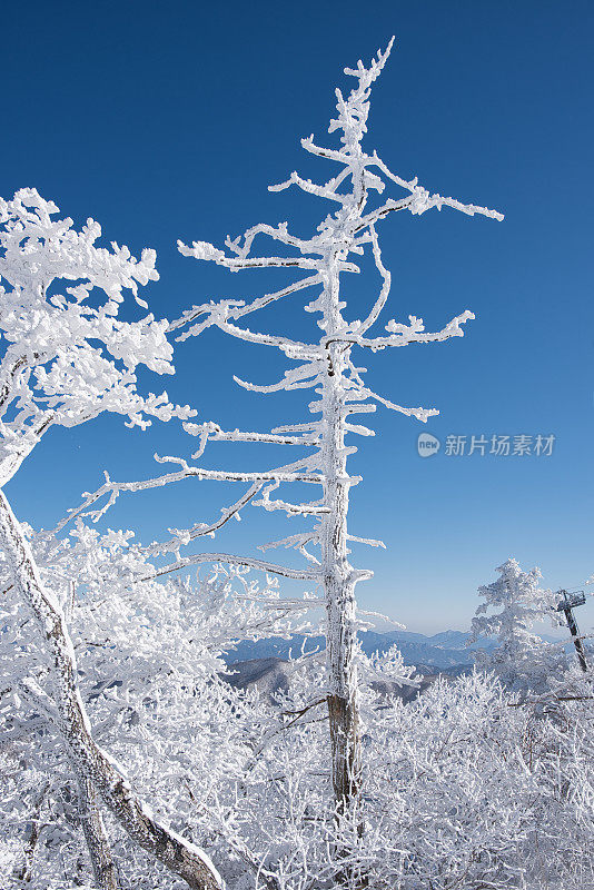 霜在树上