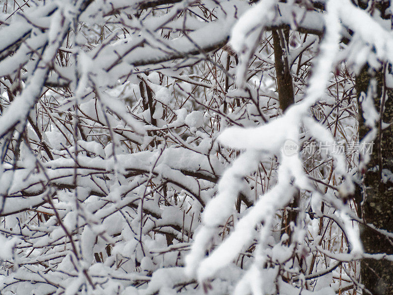 树枝上的雪