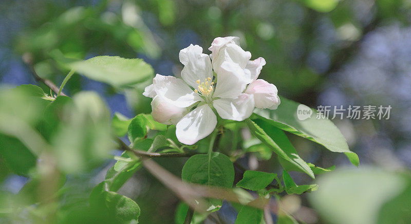 春天，苹果花盛开，白花阳光复古
