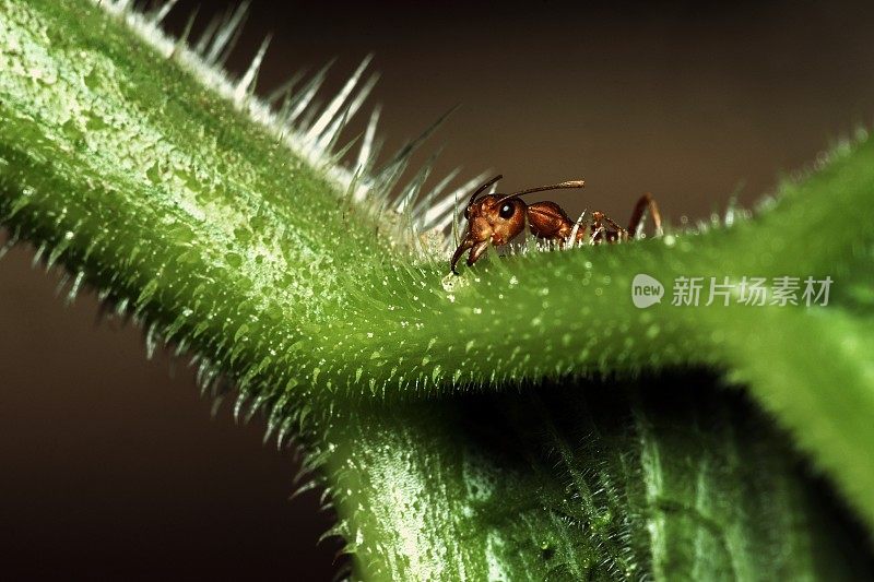 近蚂蚁爬上绿色毛茸茸的树枝。