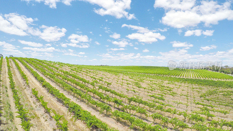 无人机鸟瞰成排的葡萄藤和优美的风景
