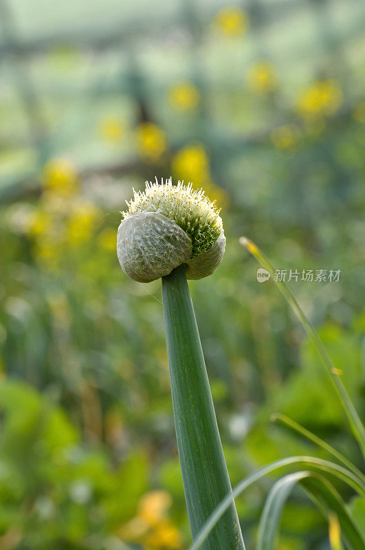 洋葱籽花蕾