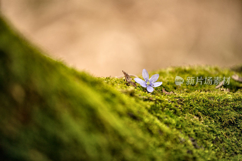 自然湖滨风景:花在苔藓上