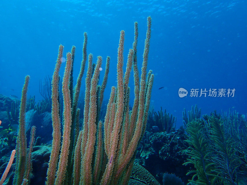 加勒比海暗礁水下风景
