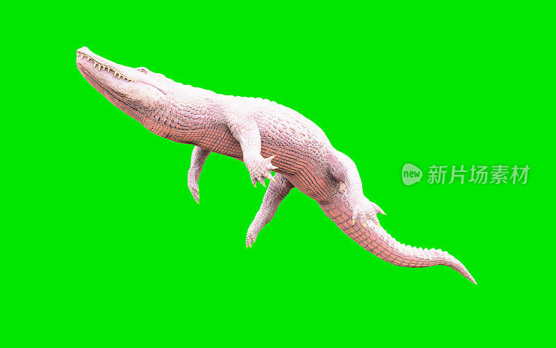 白化美洲短吻鳄孤立在绿色背景