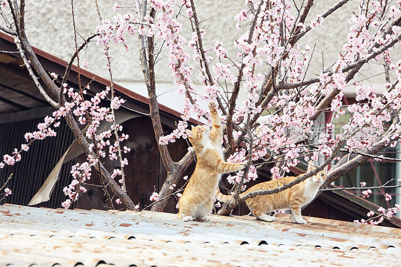 春天屋顶上的两只猫