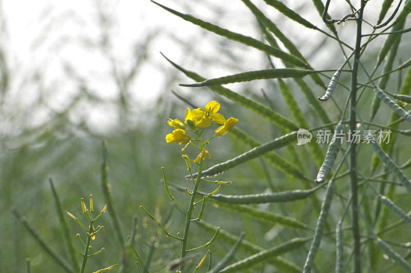 油菜花领域