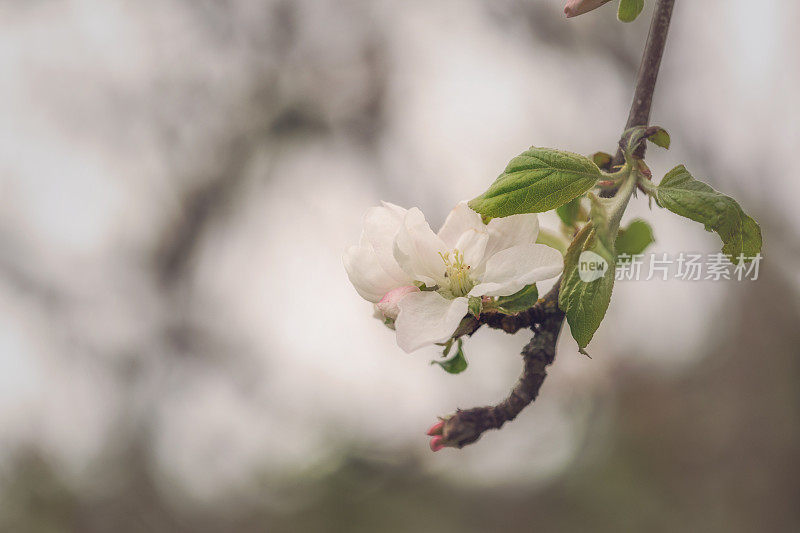 苹果花