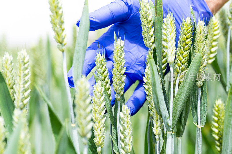 研究人员手戴蓝色手套检查小麦在阳光下的生长情况