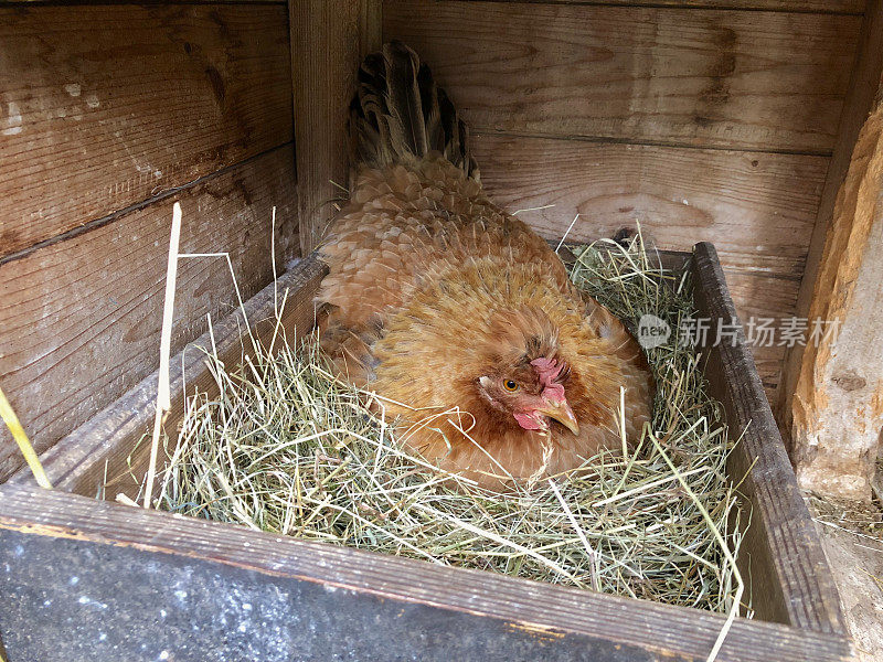 布朗饲养母鸡