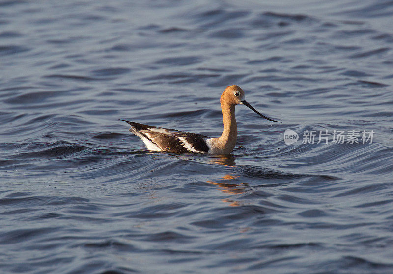 美国Avocet