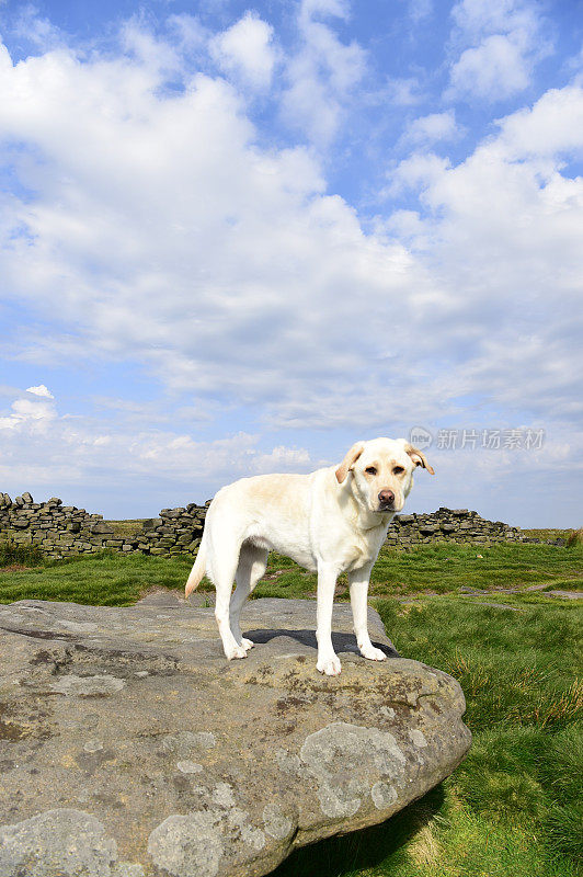 和一只拉布拉多寻回犬在皮克区徒步旅行