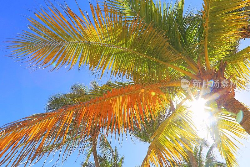 波利尼西亚热带放松，棕榈树叶下-夏威夷群岛，美国