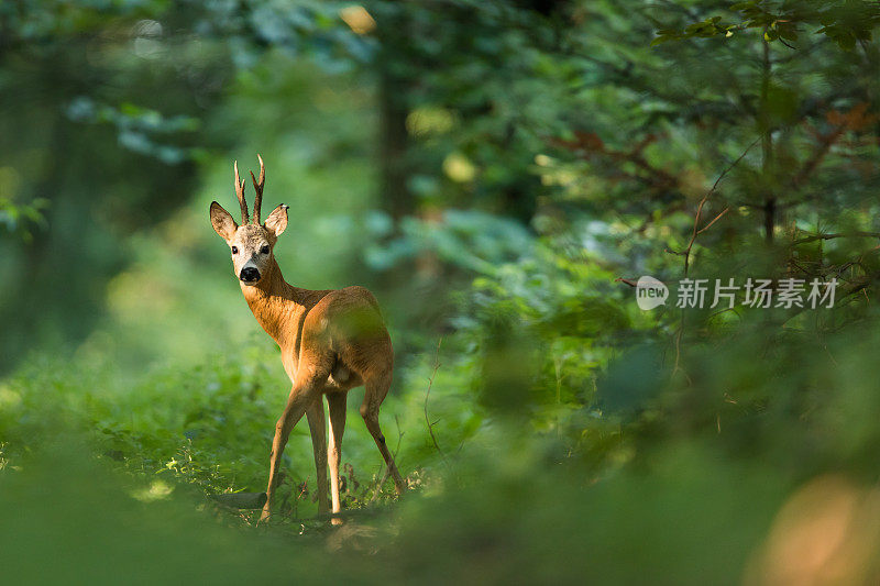 罗鹿（卡普雷奥卢斯卡普雷奥卢斯）