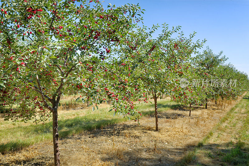 果园里成行的樱桃树，果实成熟