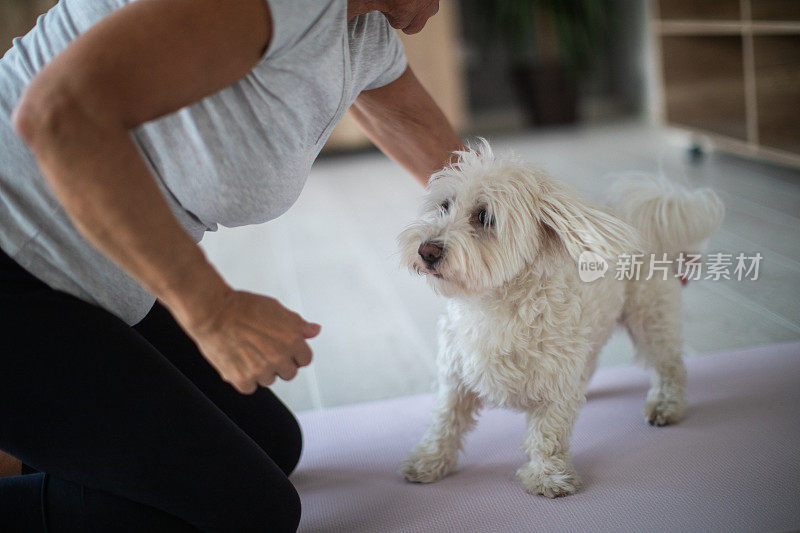 一位成年老妇人在和她的马耳他犬玩耍