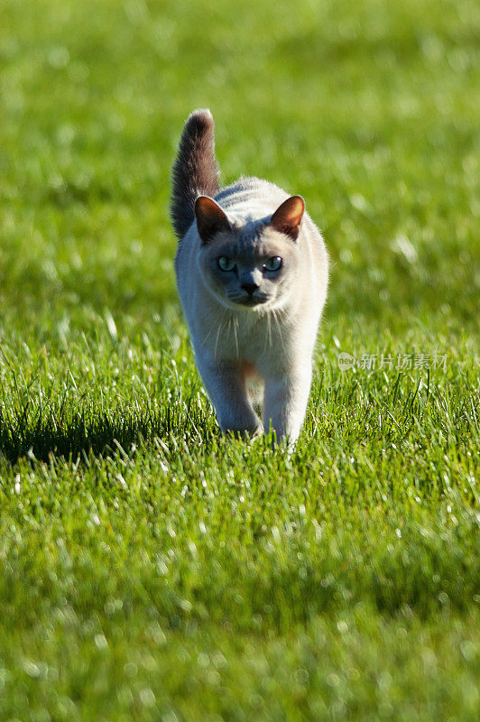 东奇尼猫的猫