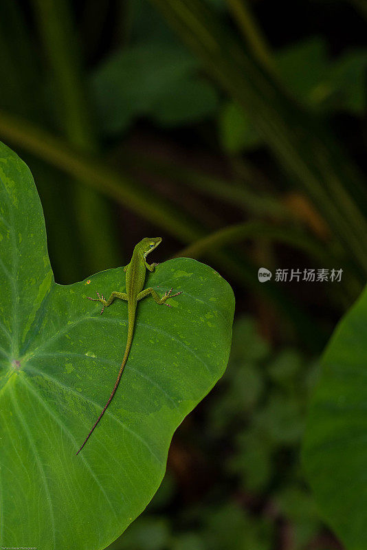 大象耳叶上的绿色变色龙