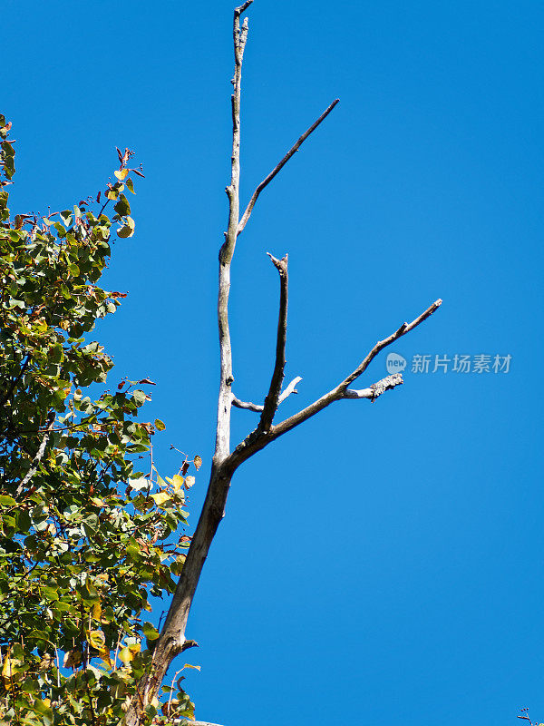 天空中干燥的树枝